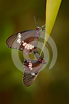 Common Mormon, Papilio polytes, beautiful butterfly from Costa Rica and Panama. Wildlife scene with insect from tropical forest. T