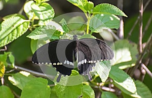 Common Mormon Papilio polytes Butterfly on Lantana Camara Plant