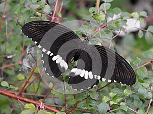 Common Mormon Swallowtail butterfly on bush