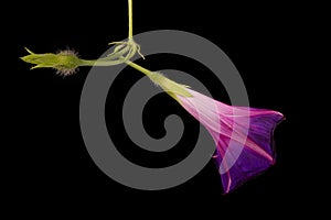 Common Morning-Glory (Ipomoea purpurea). Semi-Opened Flower Closeup