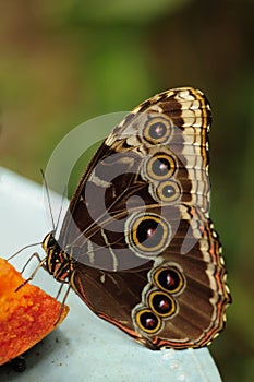 A common morpho butterfly feeds on mango. photo