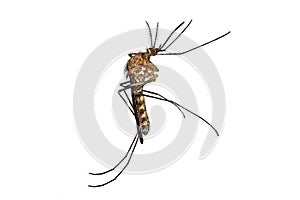 Common Mosquito, colex pipiens, vertically side view isolated on white background, high detail macro shot