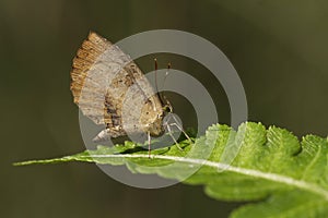 Common mottle, Miletus chinensis, Namdapha Tiger reserve, Arunachal Pradesh, India