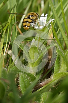 Common Mouse-ear