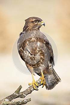 Common mousetrap, Buteo buteo, resting in his usual innkeeper