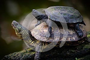 A common mud turtles on each otherr