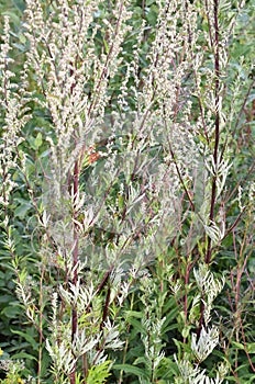 Common mugwort allergen plant Artemisia vulgaris