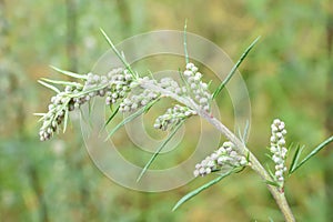 Common mugwort allergy plant flower buds