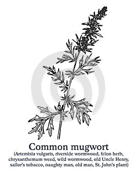 Common mugwort. Vector hand drawn plant. Vintage medicinal plant sketch.