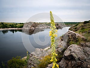 Common mullein blooms among the rocks on the island of Khortytsya