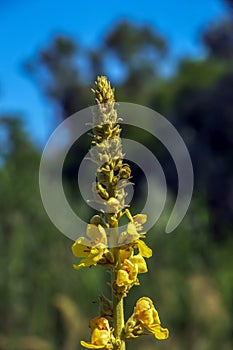 Common mullein pale yellow flowers of verbascum nigrum plant, used as herb and medicine growing in the medicinal garden