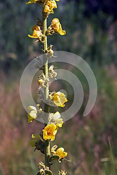 Common mullein pale yellow flowers of verbascum nigrum plant, used as herb and medicine growing in the medicinal garden