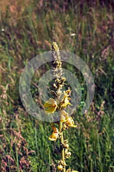 Common mullein pale yellow flowers of verbascum nigrum plant, used as herb and medicine growing in the medicinal garden