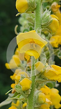 Common mullein plant in flower bloom in Wild native herb garden