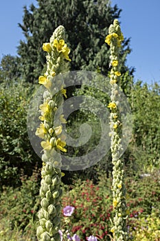 Common mullein plant, a species of MulleinsVerbascum