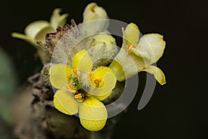Common Mullein - Verbascum thapsus