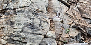 Common Murre