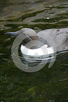 Common Murre