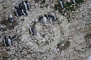 Common Murre also called the Common Guillemot (Uria aalge) at Flamborough Head, East Riding of Yorkshire, UK
