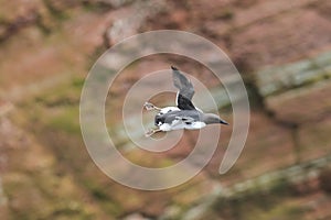 Common murre or common guillemot (Uria aalge) Heligoland, Germany