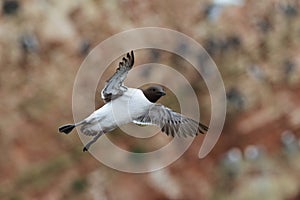 Common murre or common guillemot (Uria aalge) Heligoland, Germany