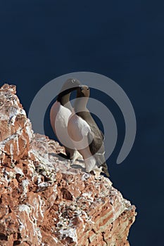 Common murre or common guillemot (Uria aalge) on the island of Heligoland, Germany