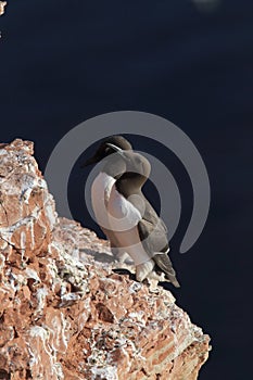 Common murre or common guillemot (Uria aalge) on the island of Heligoland, Germany