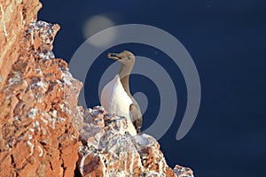 Common murre or common guillemot (Uria aalge) on the island of Heligoland, Germany