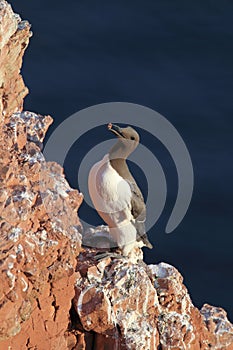 Common murre or common guillemot (Uria aalge) on the island of Heligoland, Germany