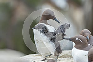 Common Murre family and chick.