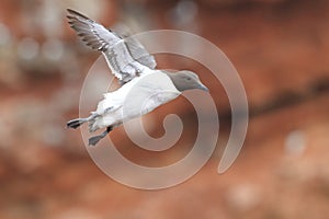 Common murre or common guillemot (Uria aalge) Heligoland, Germany