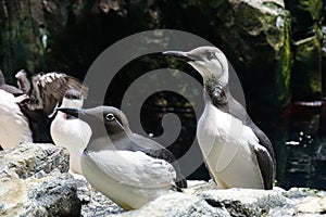 Common Murre Looking Right