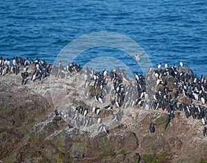 Common murre Nesting on Rock