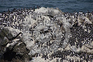 Common Murre and pelagic cormorants