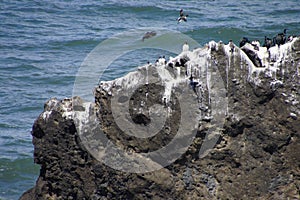 Common Murre and pelagic cormorants