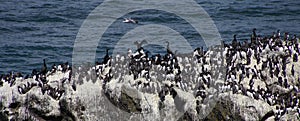 Common Murre and pelagic cormorants