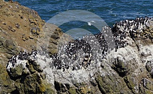 Common Murre and pelagic cormorants