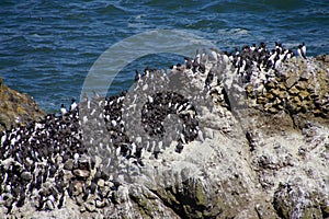 Common Murre and pelagic cormorants