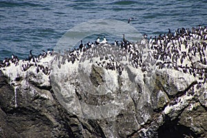 Common Murre and pelagic cormorants