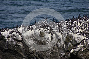 Common Murre and pelagic cormorants