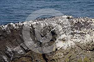 Common Murre and pelagic cormorants