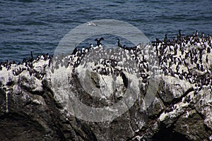 Common Murre and pelagic cormorants