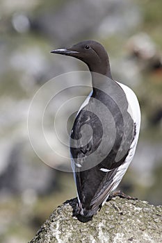 Common murre is sitting on a rock with his back summer