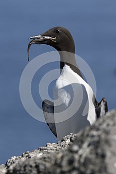 Common murre sitting on a rock near the colony with a fish in it