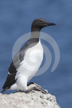 Common murre is sitting on a rock the sunny day