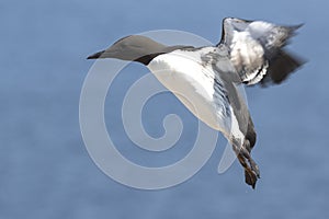 Common murre at the time of landing on the rocks in colony