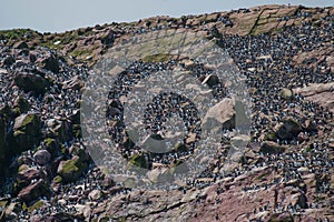 Common Murre - Uria aalge