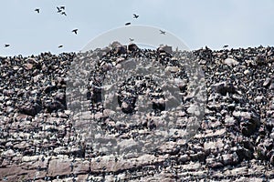 Common Murre - Uria aalge