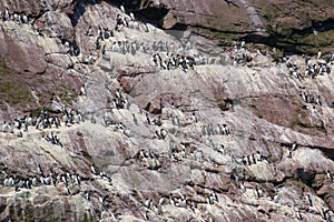 Common Murre - Uria aalge