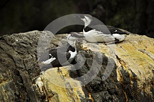 Common murre Uria aalge